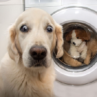 Tovasan desinfiziert Hundedecke in der Waschmaschine